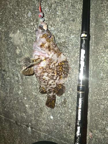 オウゴンムラソイの釣果