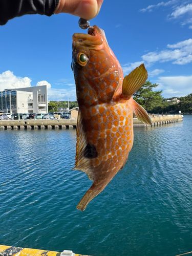 キジハタの釣果