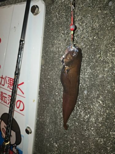 ドンコの釣果