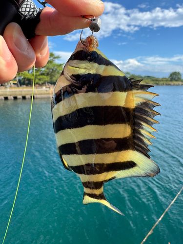 サンバソウの釣果