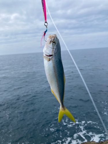 コゾクラの釣果