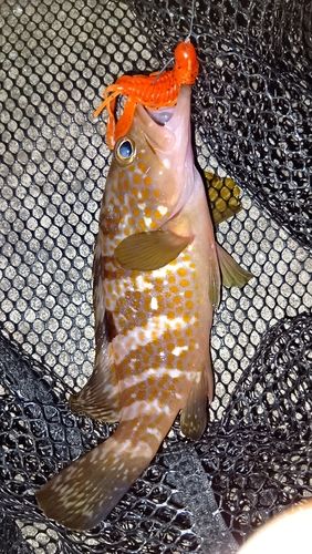 アコウの釣果