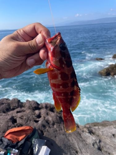 アカハタの釣果