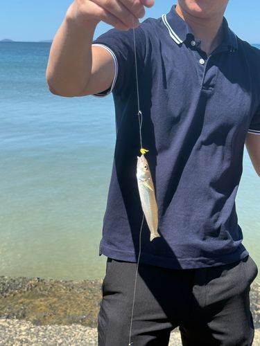 キスの釣果