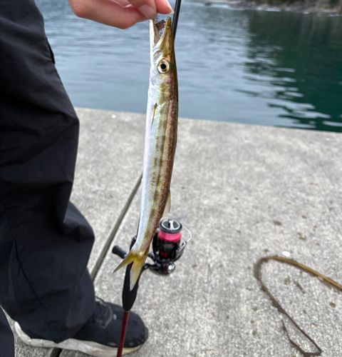 カマスの釣果