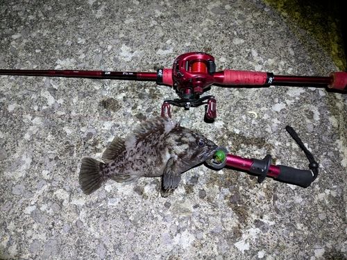 クロソイの釣果