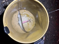 カマスの釣果