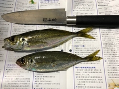 マアジの釣果