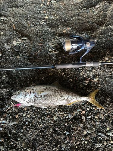 ワカシの釣果