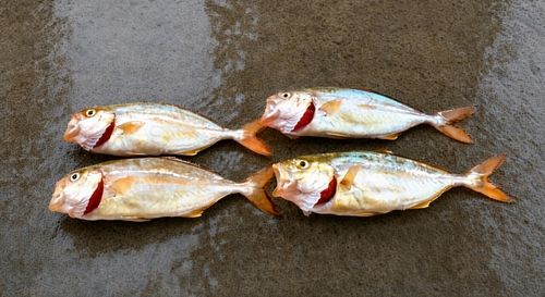 ショゴの釣果