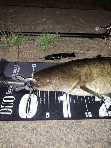ナマズの釣果