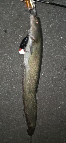 ニホンナマズの釣果