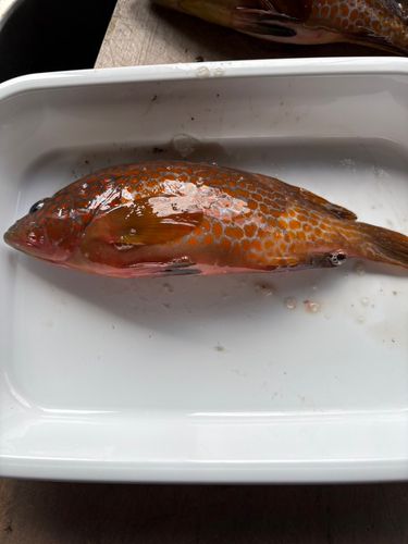 キジハタの釣果
