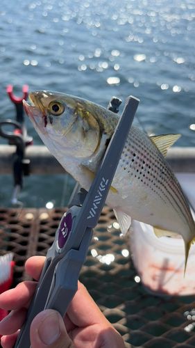 コノシロの釣果