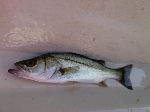 セイゴ（マルスズキ）の釣果