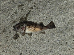 ソイの釣果