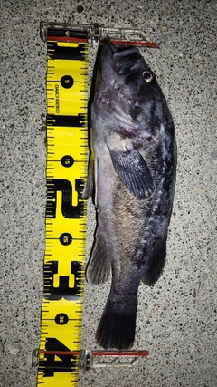 クロソイの釣果
