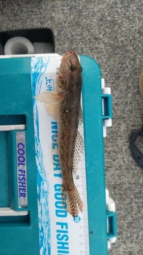 ハゼの釣果