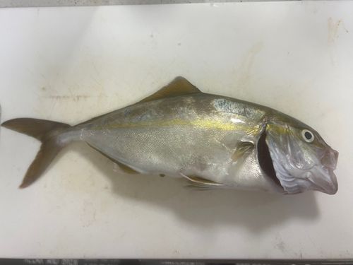ショゴの釣果