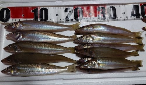 キスの釣果
