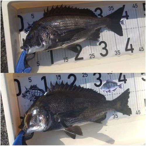 チヌの釣果