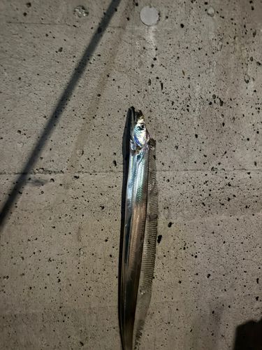 タチウオの釣果