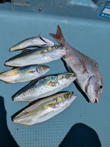 ツバスの釣果