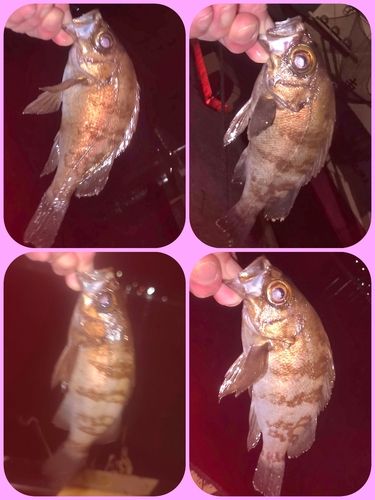 メバルの釣果