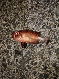 釣果