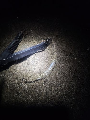 マアナゴの釣果