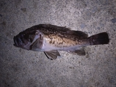 ソイの釣果