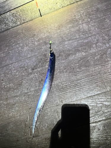 タチウオの釣果