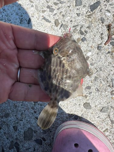カワハギの釣果