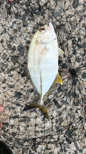 メッキの釣果