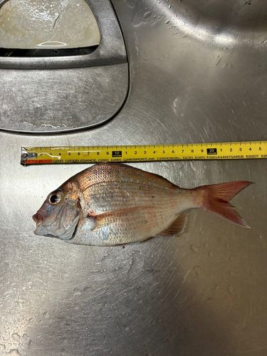 マダイの釣果