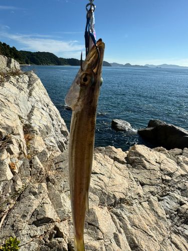 カマスの釣果