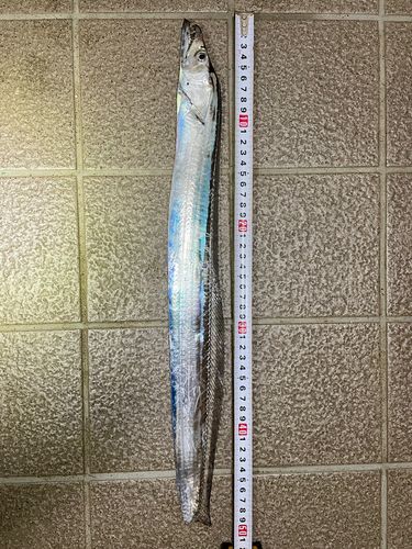 タチウオの釣果