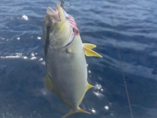 シオの釣果