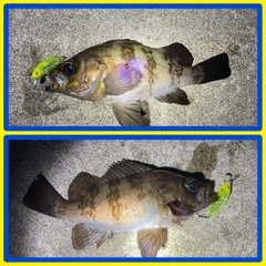 メバルの釣果