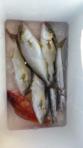 ネイリの釣果