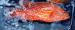 ユカタハタの釣果