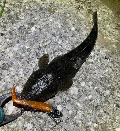マゴチの釣果