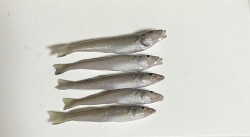キスの釣果
