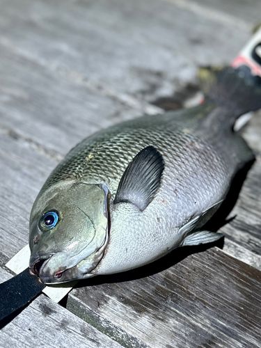メジナの釣果