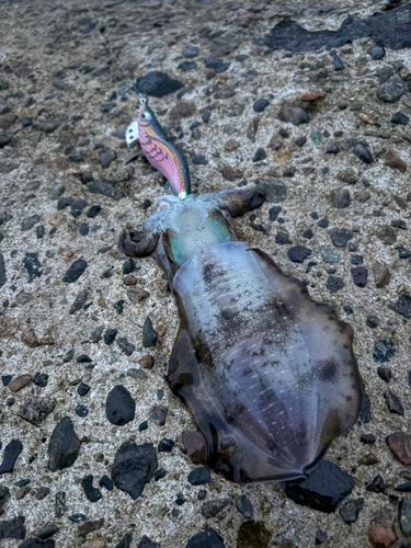 アオリイカの釣果