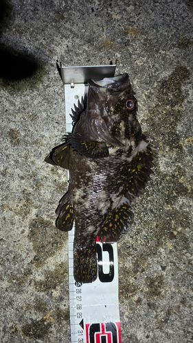 オウゴンムラソイの釣果