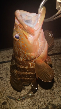 キジハタの釣果