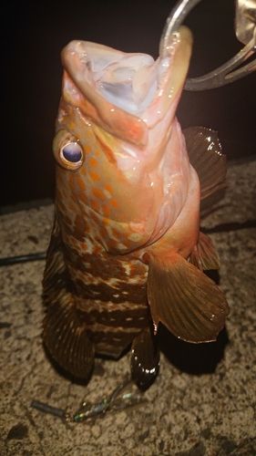 キジハタの釣果