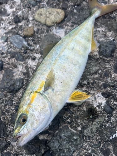ワカシの釣果