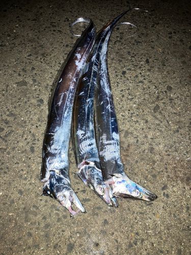 タチウオの釣果